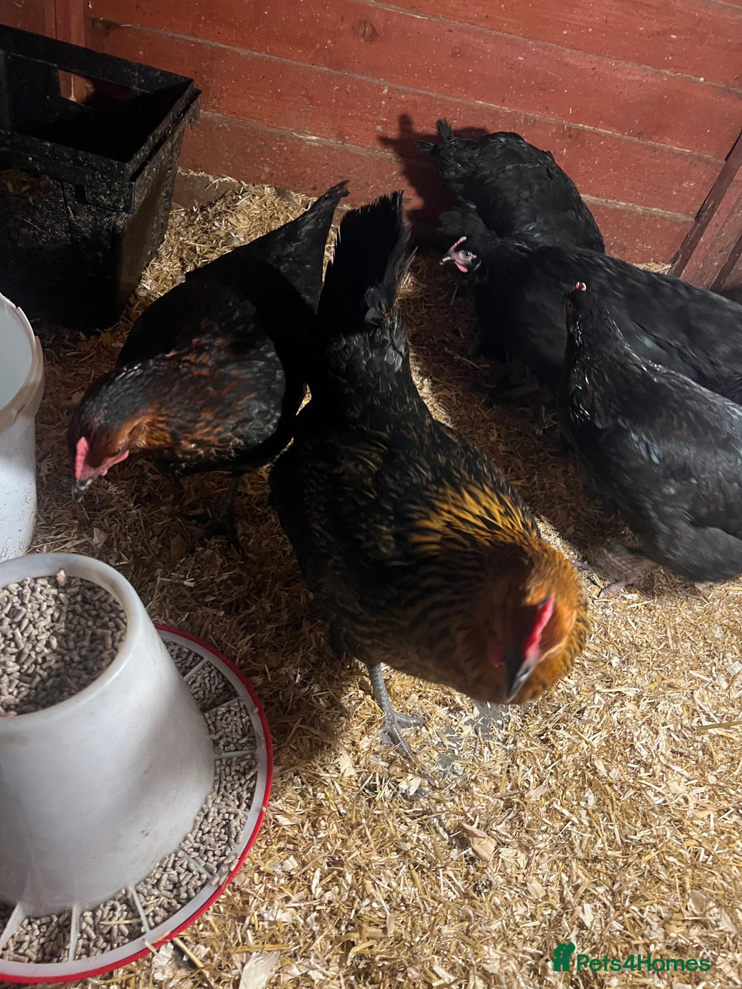 Chickens poultry for sale: Point of laying hen in Eltham read  advert thanks  - Image 1