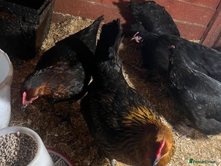 Chickens poultry - Advert 3