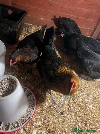 Chickens poultry - Advert 4