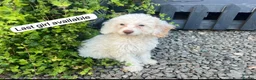 Cockapoo dogs for sale: Cockapoo - Advert 10