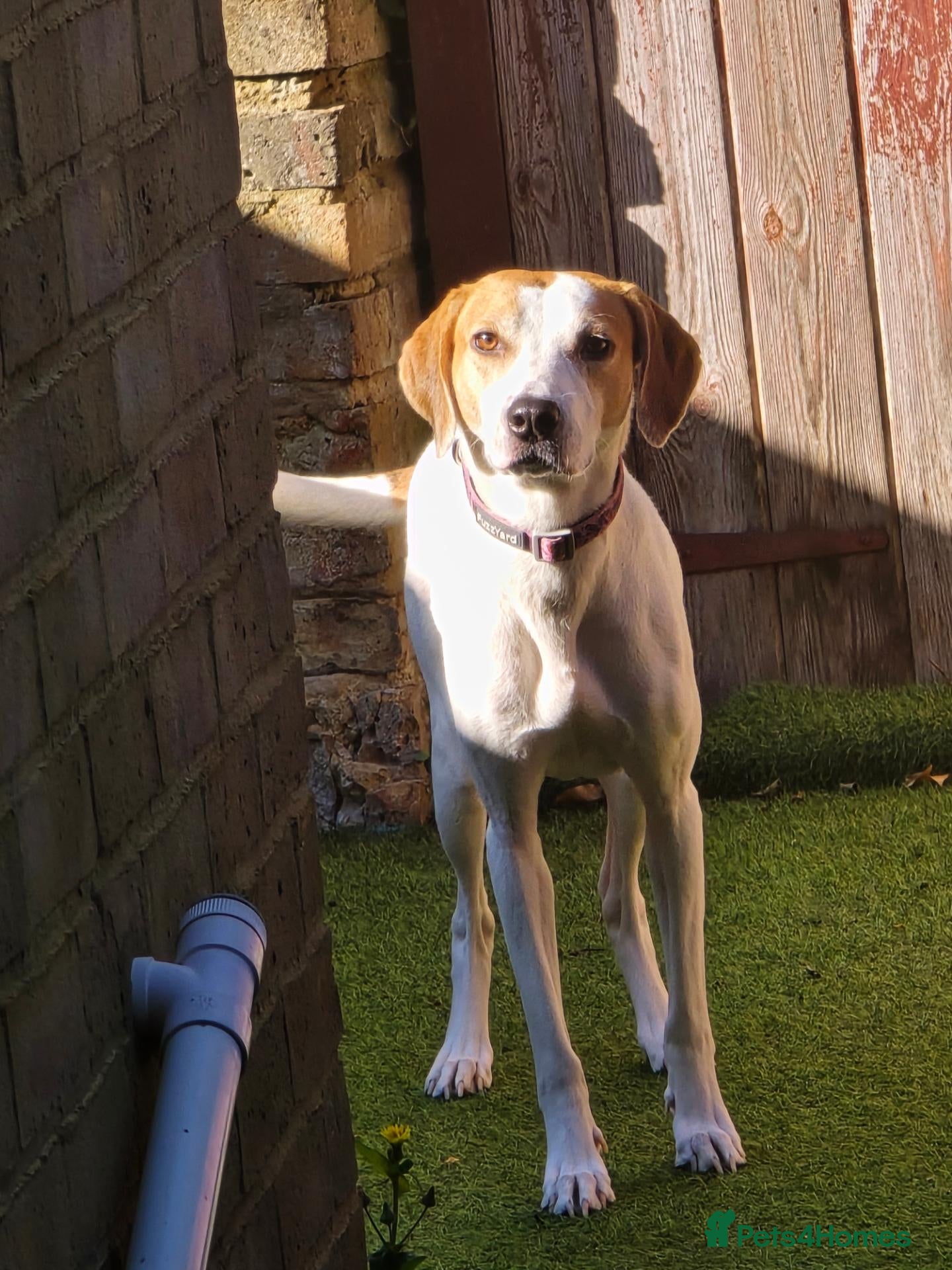 Mixed Breed dogs Foxhound wippet 2 years old female - Advert 8