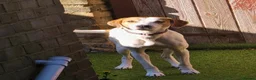 Mixed Breed dogs for sale: Foxhound wippet 2 years old female in Ramsgate - Advert 1