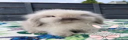 Mini Lion Lop rabbits for sale: Beautiful Mini Lion Lop Boys - Advert 9