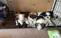 Lhasa Apso dogs for stud: KC registered PRA4 clear Lhasa apso for stud in Northampton - Image 17
