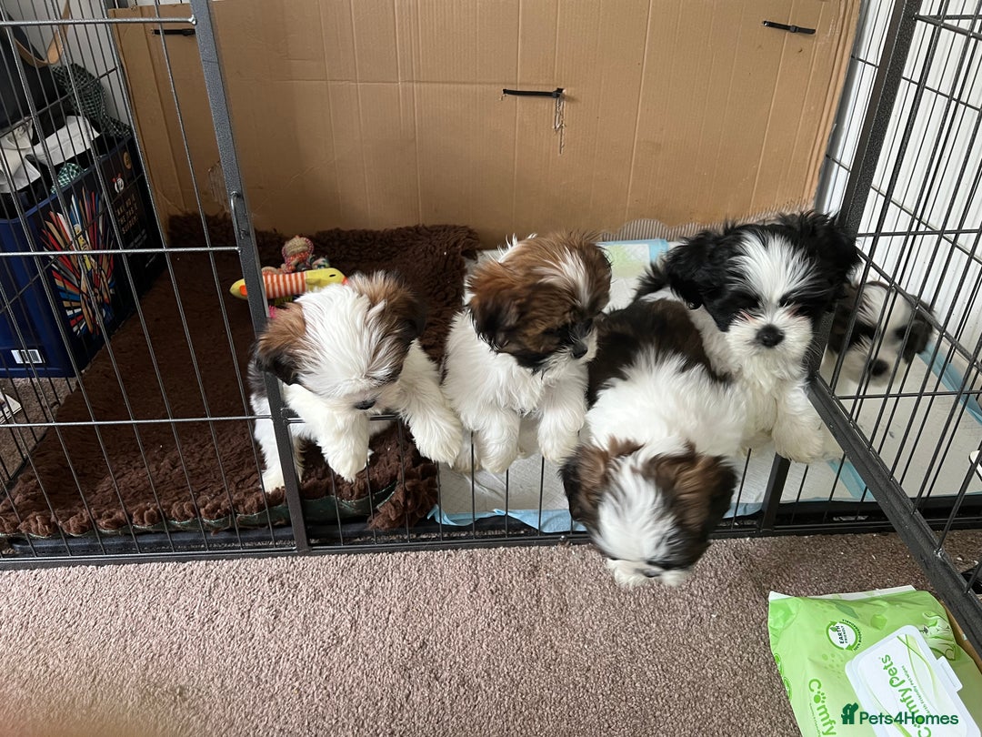 Lhasa Apso dogs for stud: KC registered PRA4 clear Lhasa apso for stud in Northampton - Image 17