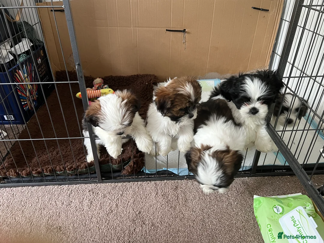 Lhasa Apso dogs for stud: KC registered PRA4 clear Lhasa apso for stud in Northampton - Advert 17