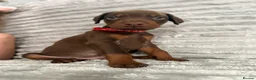 Dobermann dogs for sale: EuropeanDobermanPuppies - Advert 5