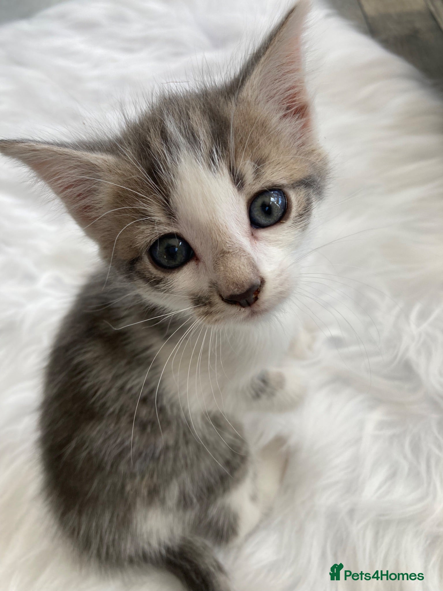Mixed Breed cats Fluffy kittens  - Advert 7