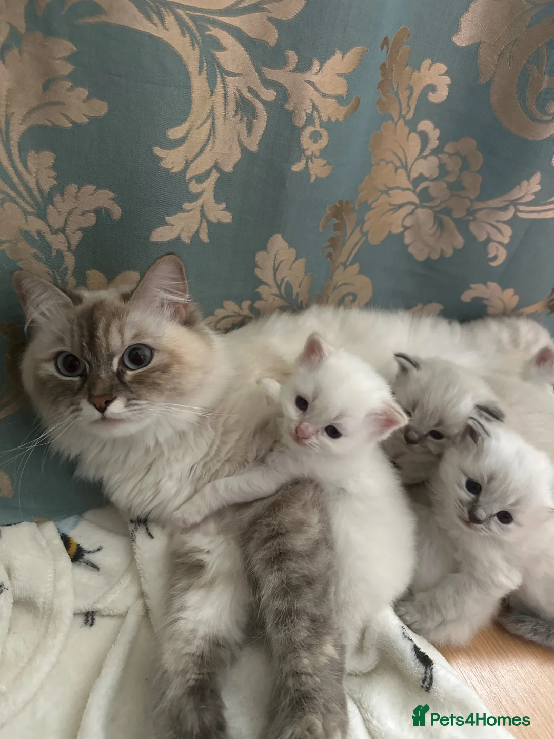 Siberian cats for sale: Sibirian kittens ready 11/07 in Leeds - Advert 1
