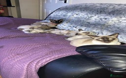 Siamese cats for sale: 😻 Top Quality All Colours Siamese Kittens.  - Image 10