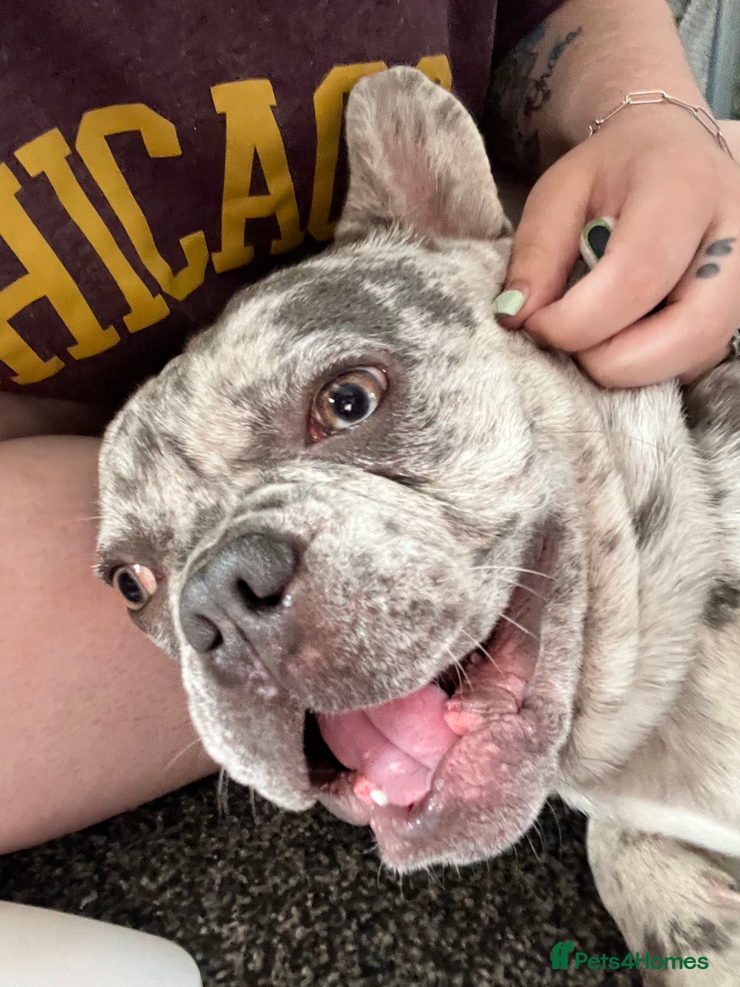French Bulldog dogs for stud: Rolo Boy ready for the ladies 😍 - Image 8