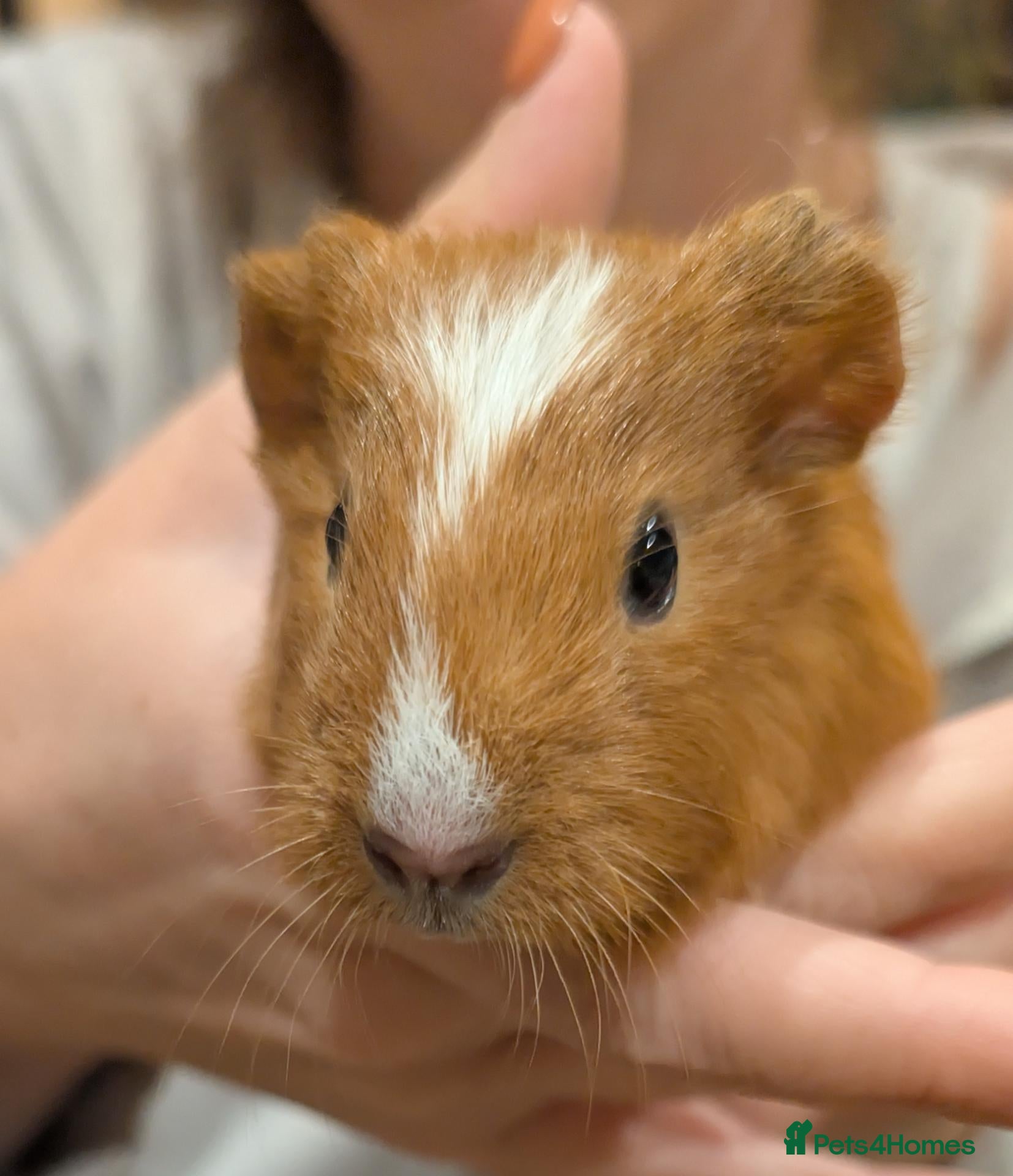 Guinea Pig rodents Male guinea pigs  - Advert 2