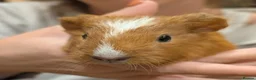 Guinea Pig rodents for sale: Male guinea pigs  - Advert 1