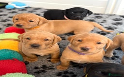 Labrador Retriever dogs for sale: Beautiful KC Registered Labrador Puppies - Image 5