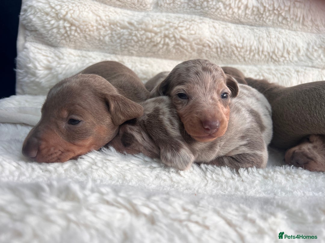 Miniature Dachshund dogs for sale: Miniature dachshunds  - Image 28