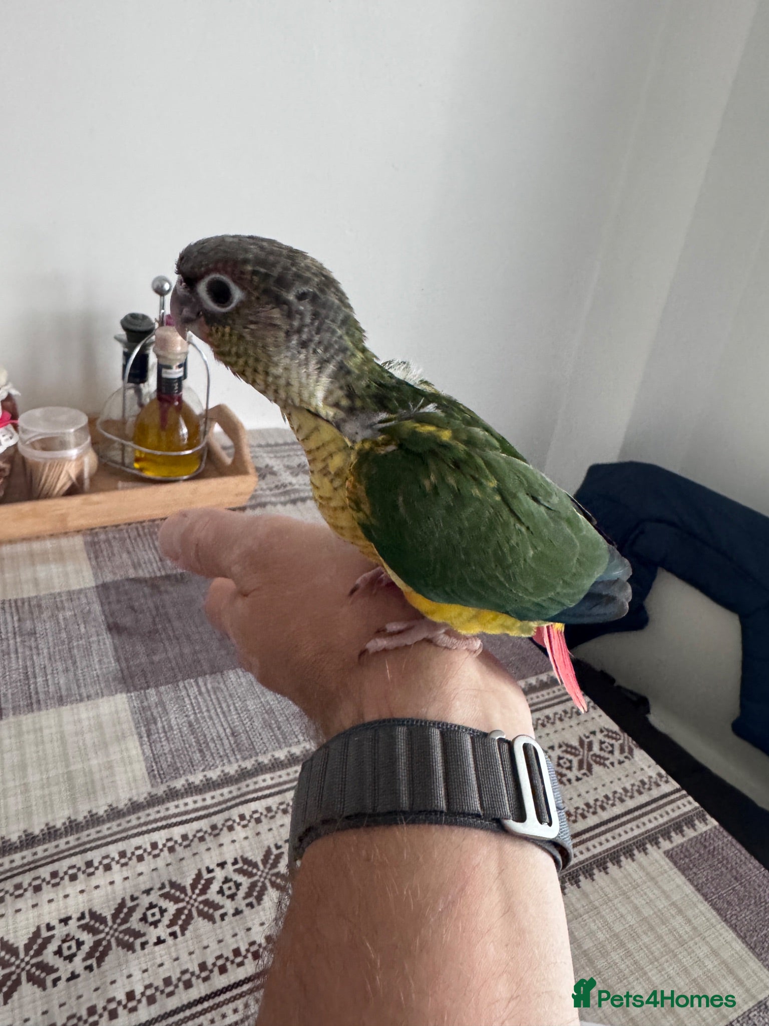 Conures birds Tamed baby conures - Advert 1