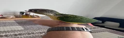 Conures birds for sale: Tamed baby conures - Advert 1