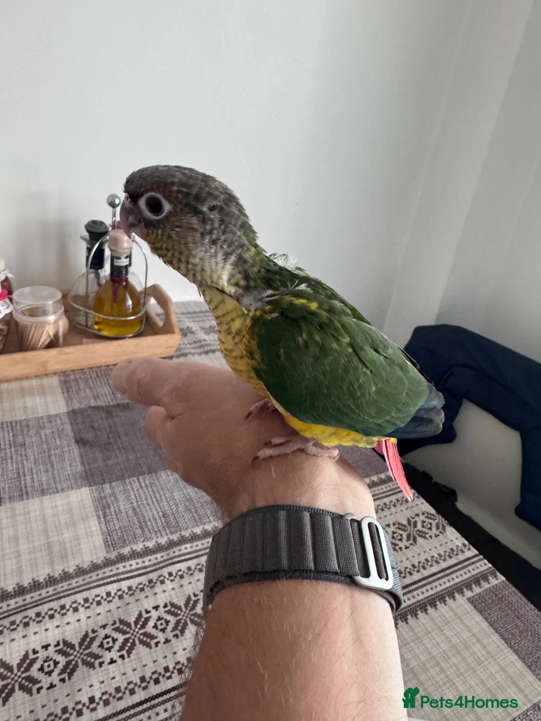 Conures birds for sale: Tamed baby conures - Advert 1