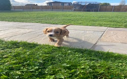 Cocker Spaniel dogs for sale: Cocker spaniel - Image 13