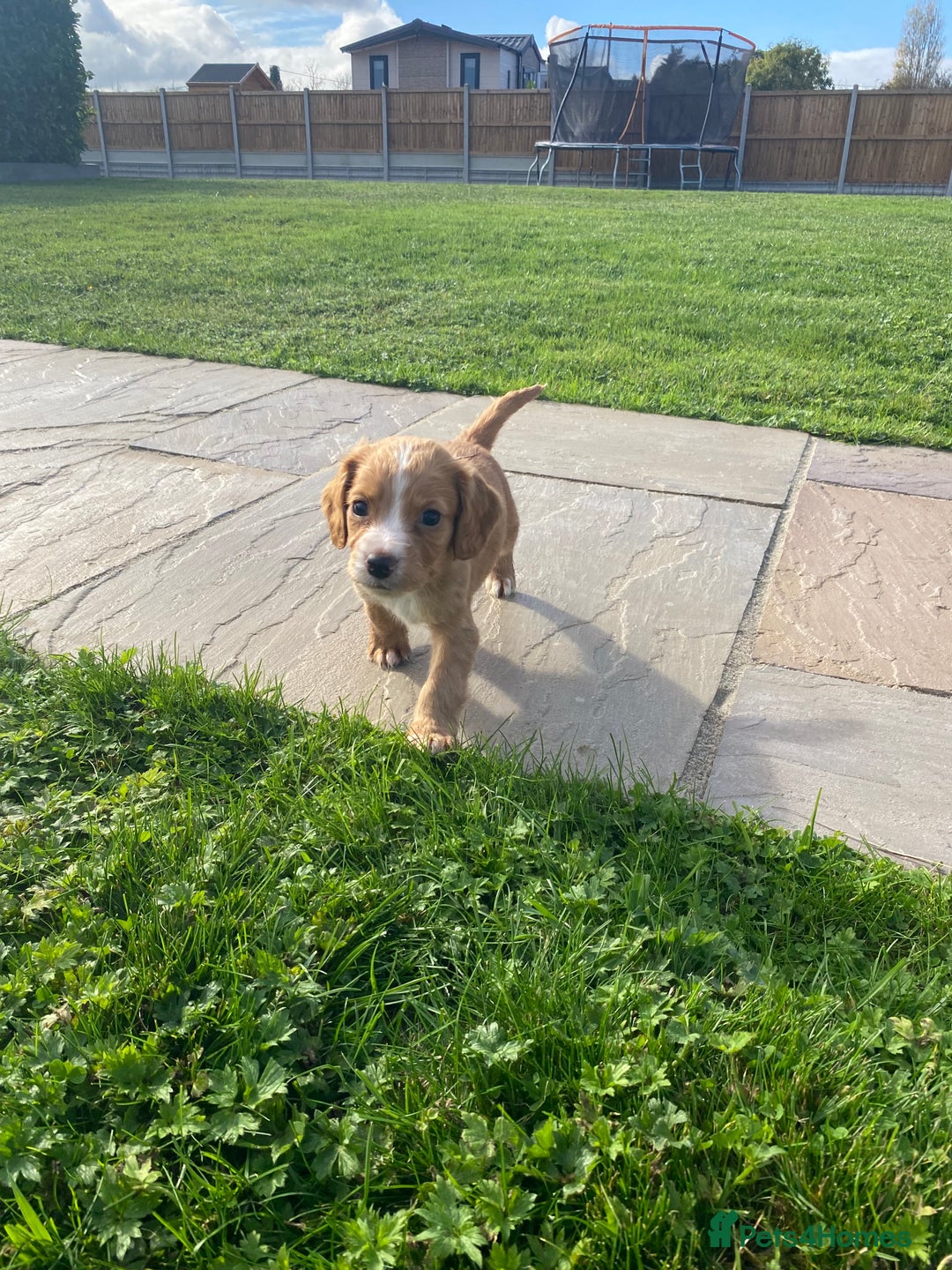 Cocker Spaniel dogs for sale: Cocker spaniel - Image 13