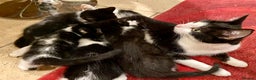 Mixed Breed cats for sale: Home-Raised Black & White Kittens– 10 Weeks Old 🐾 - Advert 16