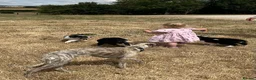 Border Collie dogs for sale: Boarder collie puppies  - Advert 4