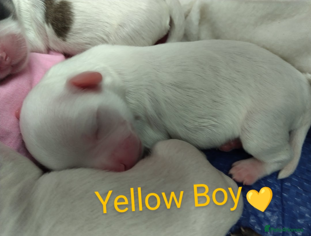 Morkie dogs for sale: Beautiful Morkie Puppies - Image 8