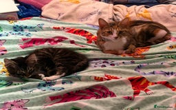 Mixed Breed cats for sale: Beautiful Tabby baby looking for forever home - Advert 5