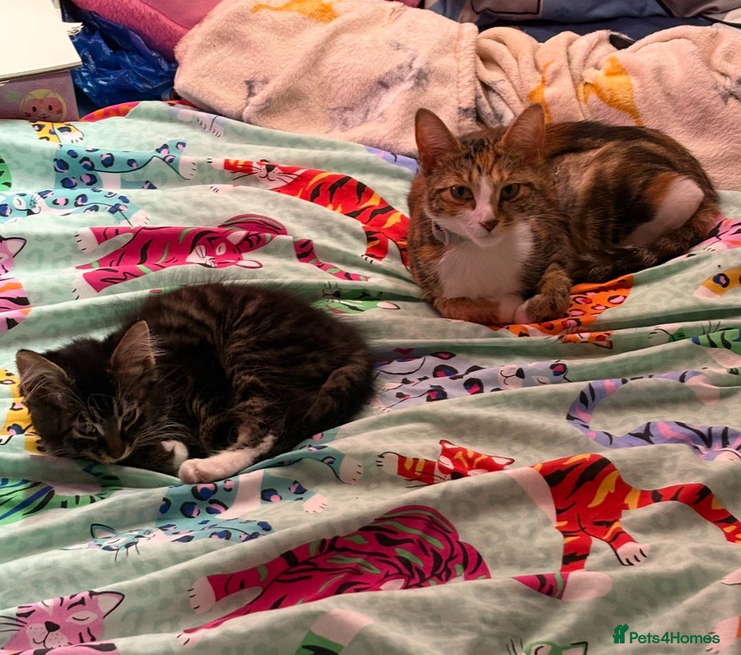 Mixed Breed cats for sale: Beautiful Tabby baby looking for forever home - Advert 5