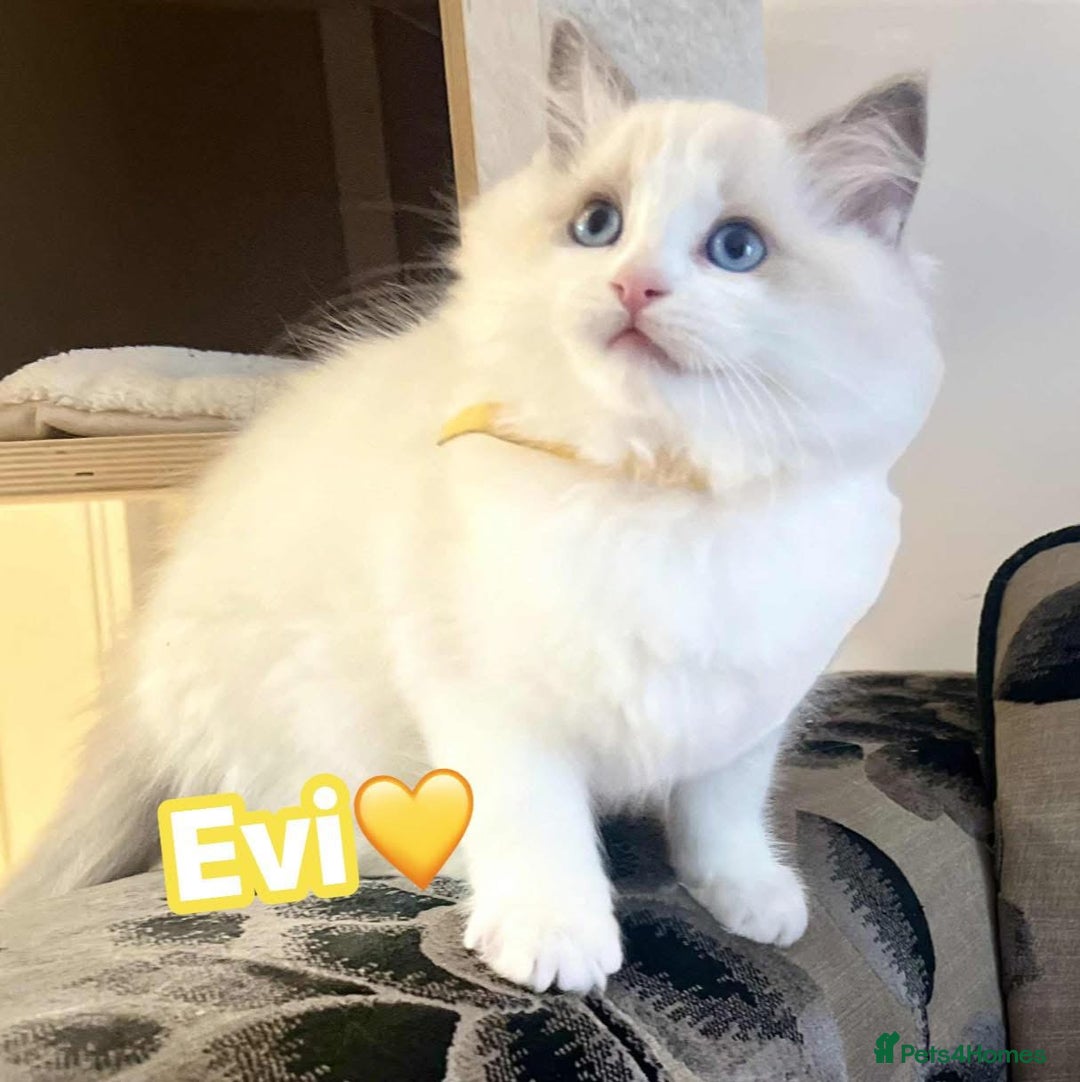 Ragdoll cats for sale: 💖Beautiful Ragdoll💖 Tica register  - Image 15