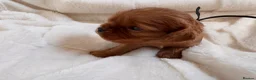 Cavalier King Charles Spaniel dogs for sale: Beautiful red KC boys health tested parents 😍🐶😍 in Swanley - Advert 21