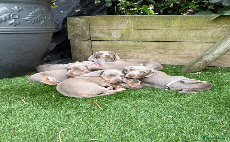 Miniature Dachshund dogs - Advert 10