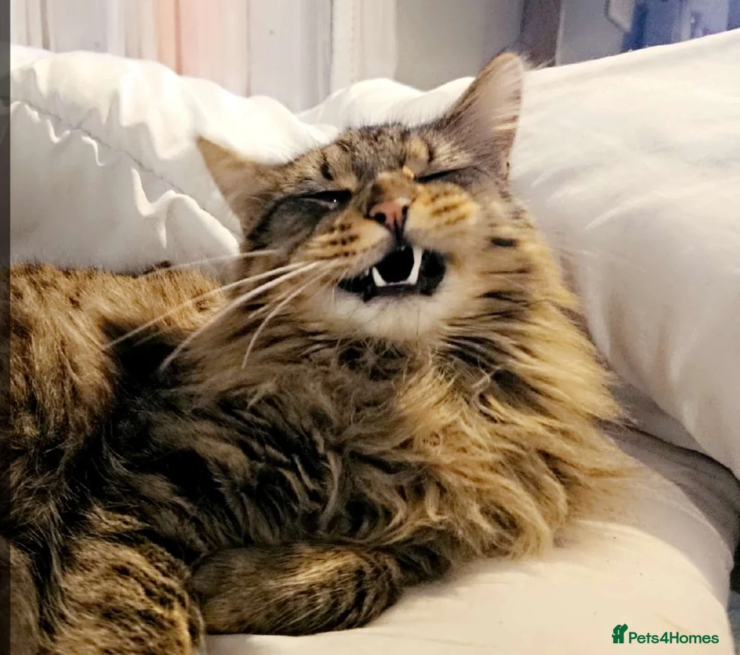 Maine Coon cats for sale: Boy Maine Coon (Open To Offers) - Advert 7