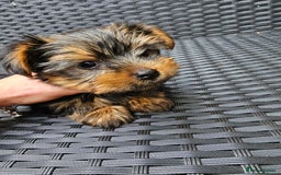 Yorkshire Terrier dogs for sale: 2 Boys and 2 Grils - Image 3