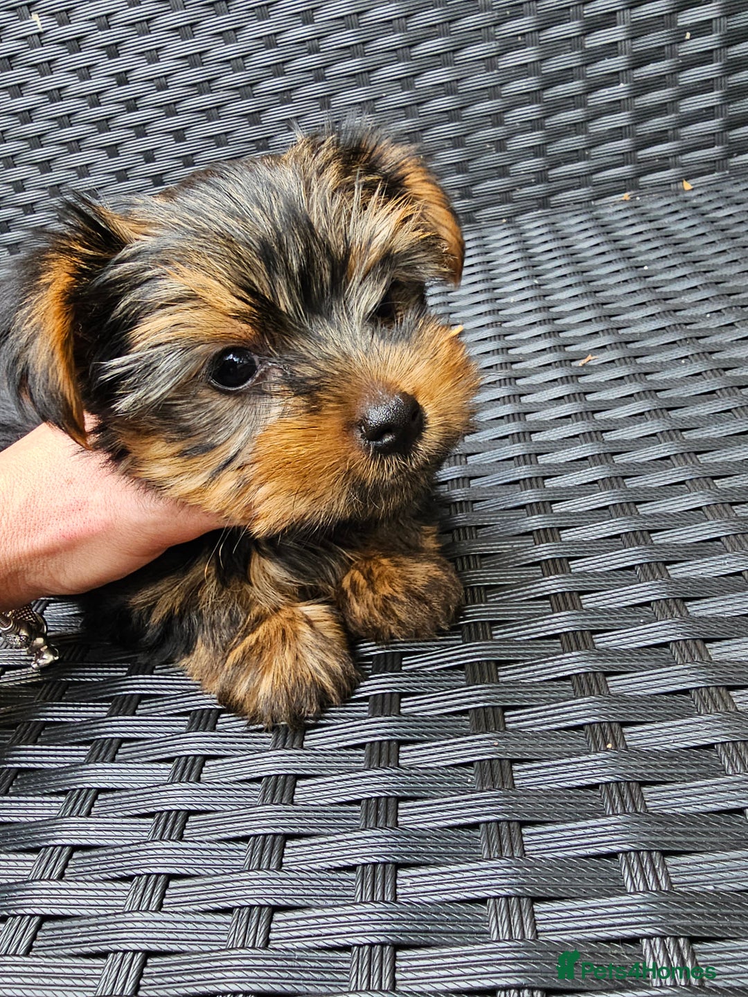 Yorkshire Terrier dogs for sale: 2 Boys and 2 Grils - Image 3