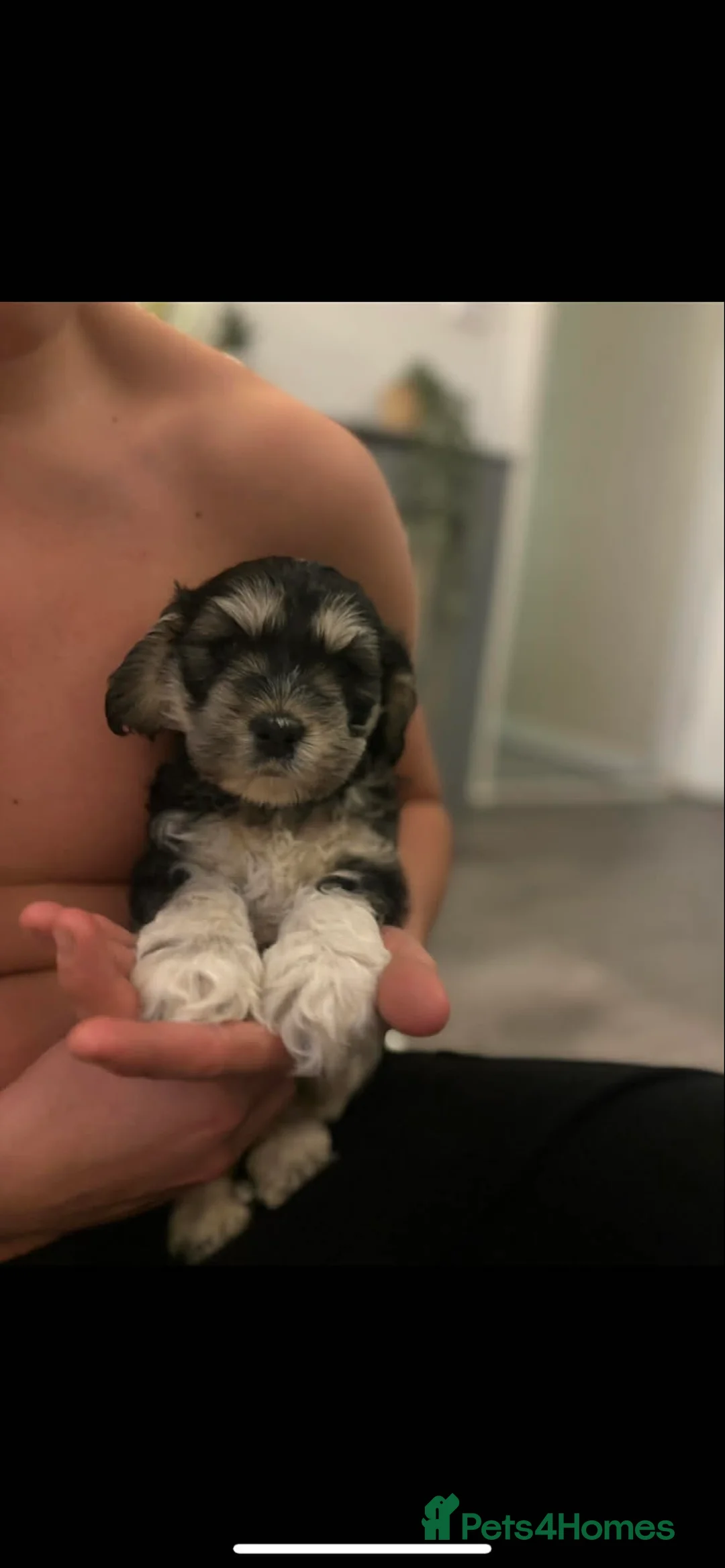 Mixed Breed dogs for sale: Cockerpoo  - Advert 1