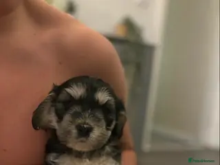 Mixed Breed dogs Cockerpoo - Advert 1