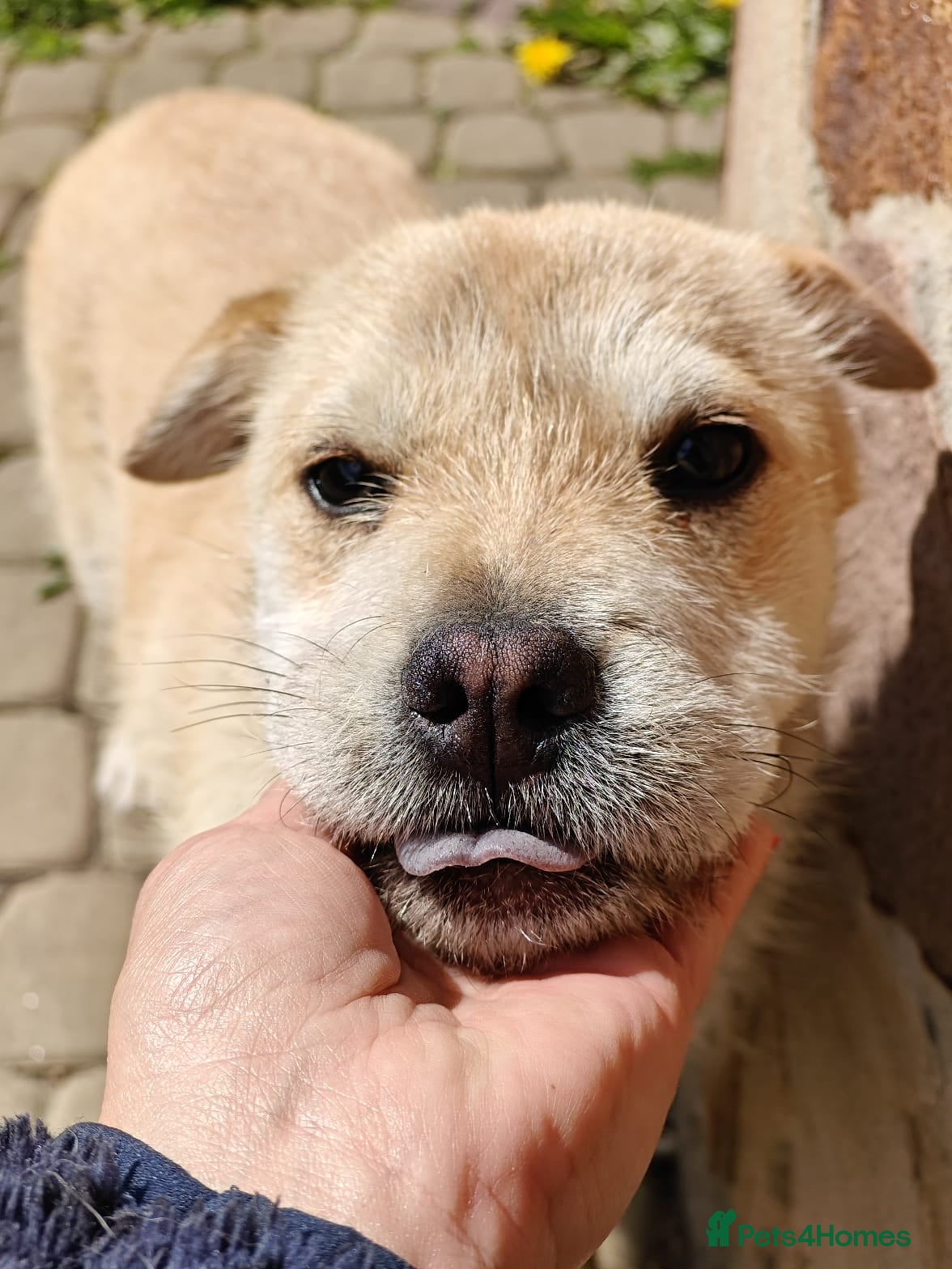 Mixed Breed dogs ❤️🐶 BUL’KA – THE HAPPIEST LITTLE SOUL - Advert 8