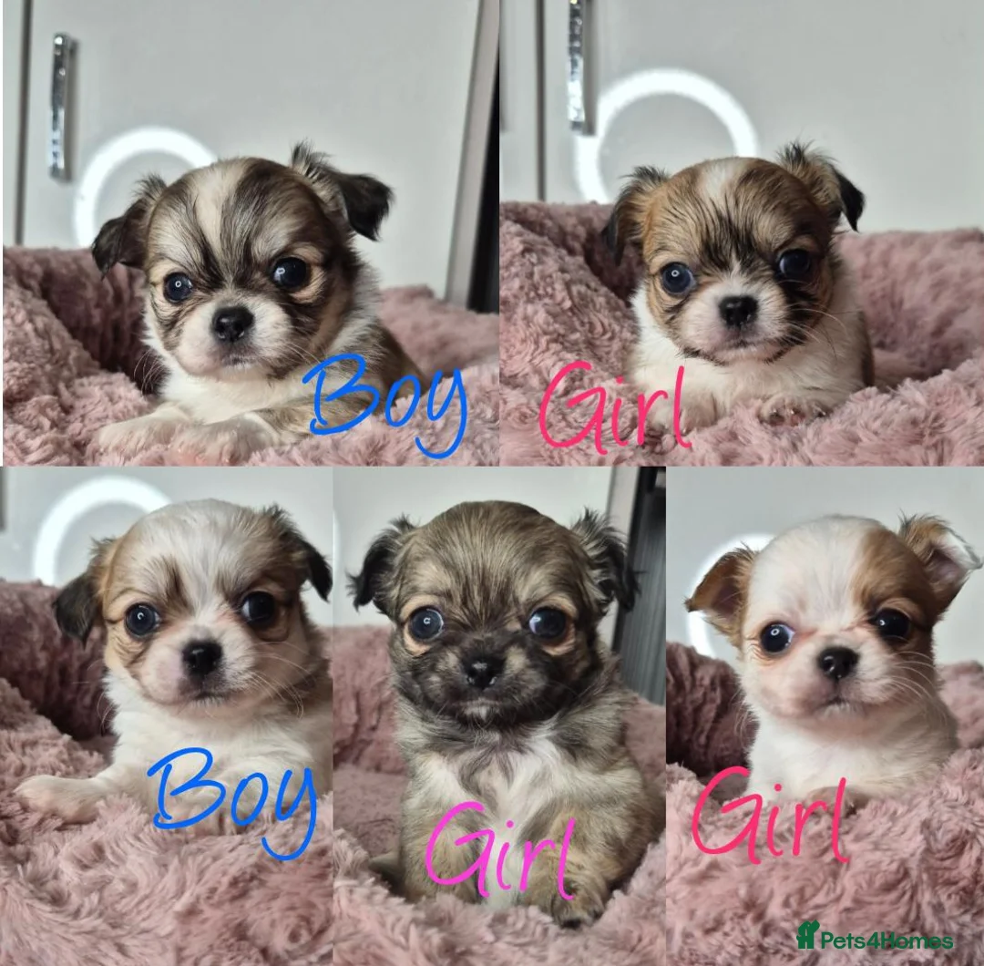 Chihuahua dogs for sale: KC registered chihuahua puppies  - Advert 1