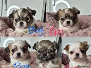 Chihuahua dogs KC registered chihuahua puppies - Advert 2