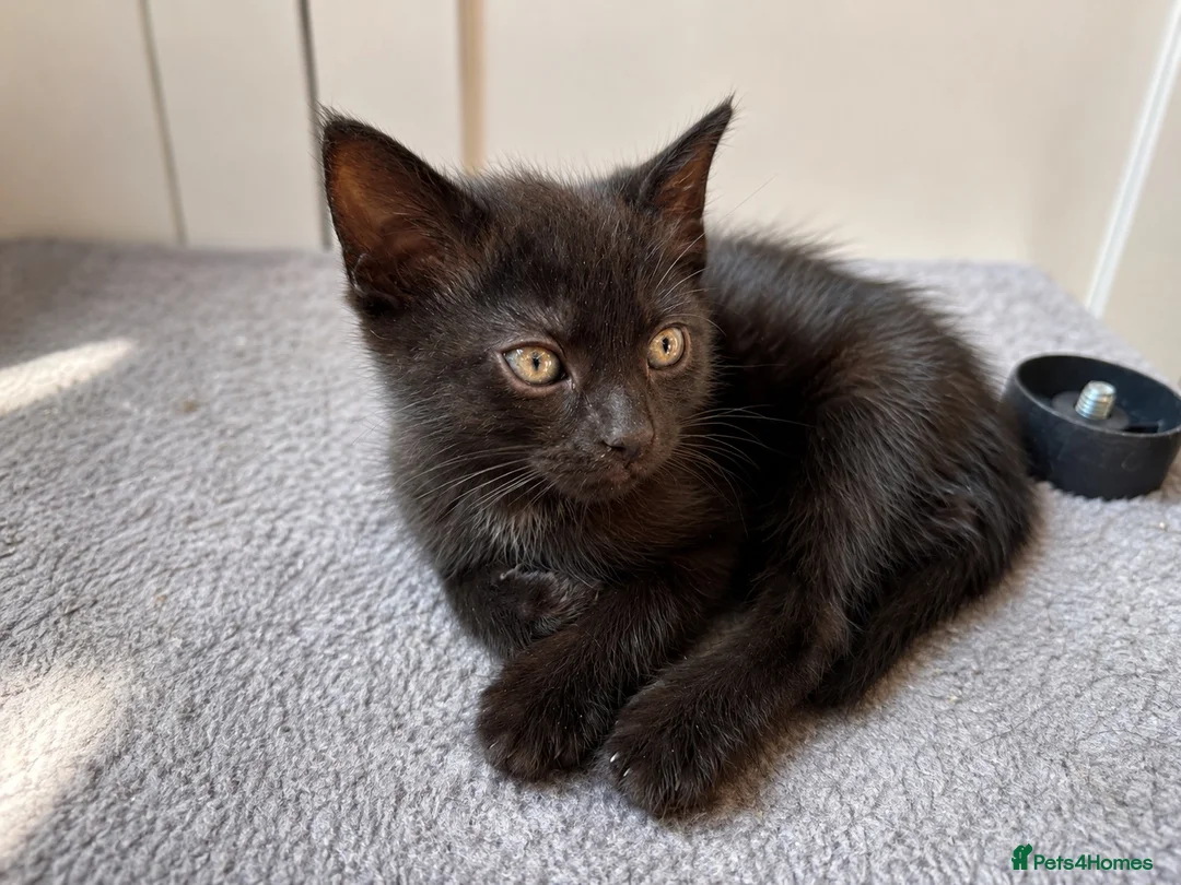Mixed Breed cats for sale: 7 kittens  in Tiverton - Advert 5