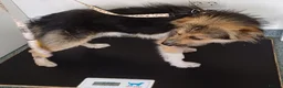 Mixed Breed dogs for adoption: BEN's Journey to Safety - Advert 21