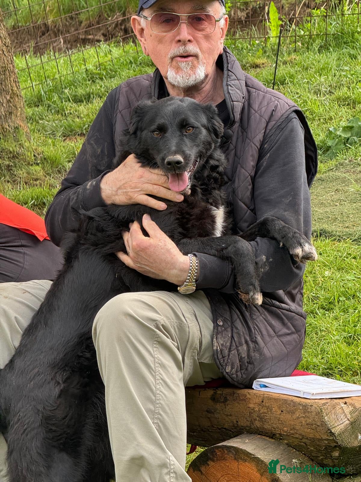 Mixed Breed dogs Gina  - Advert 12