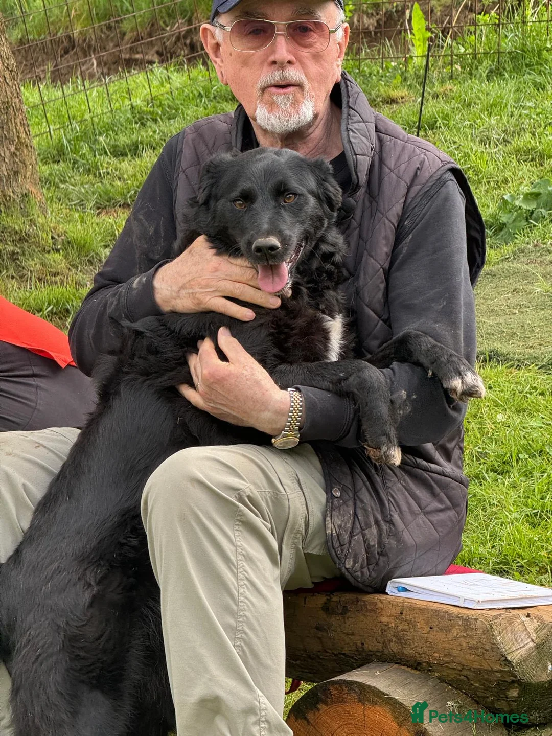 Mixed Breed dogs for adoption: Gina  - Advert 1