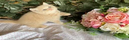 British Longhair cats for sale: British long and shorthair kittens  - Advert 9