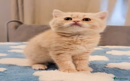 Scottish Fold cats for sale: Adorable Kittens Ready For New Home - Image 13