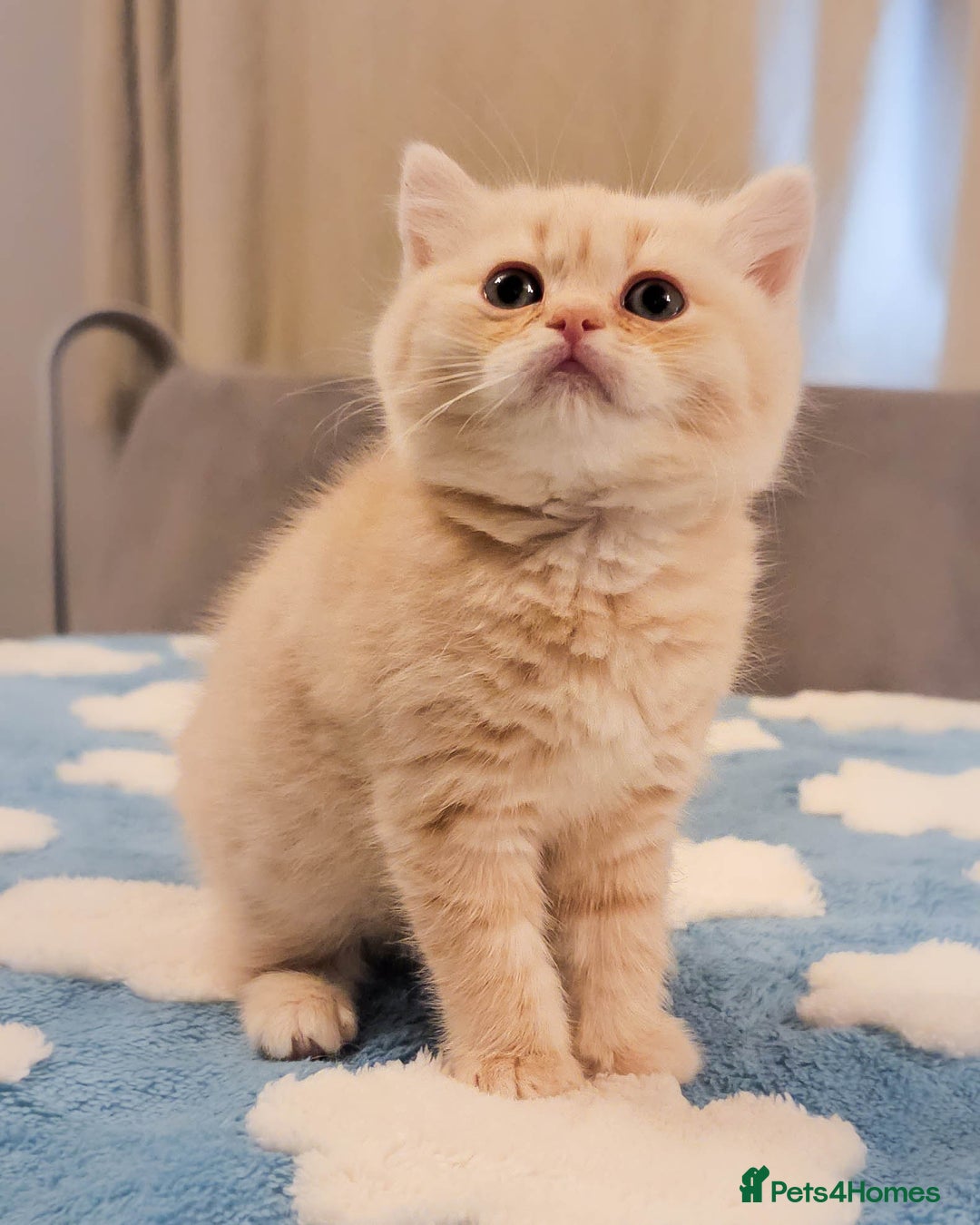 Scottish Fold cats for sale: Adorable Kittens Ready For New Home - Image 13
