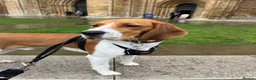 Beagle dogs for sale: Teo wants his forever home - Advert 5