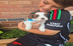 Cavapoo dogs for sale: Too cute to handle cavapoo puppies - Image 6