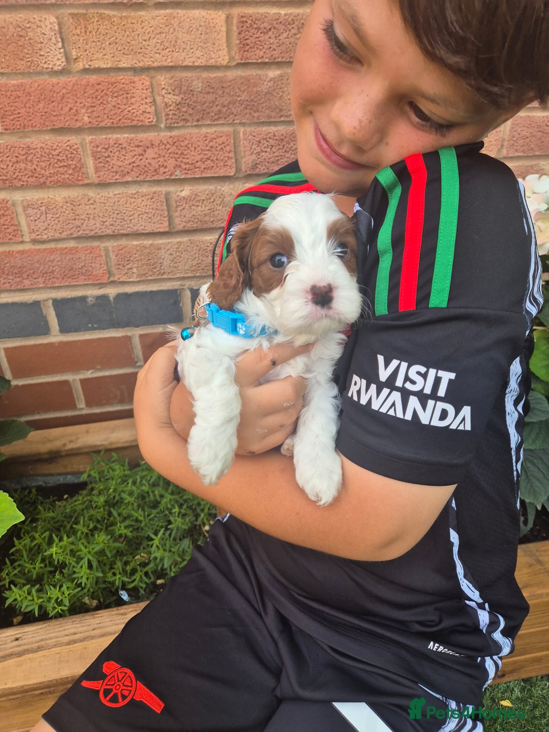 Cavapoo dogs for sale: Too cute to handle cavapoo puppies - Image 6